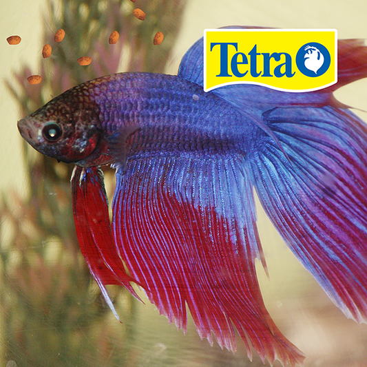 TETRA - TetraBetta Alimento En Bolitas Para Peces Betta 29 g