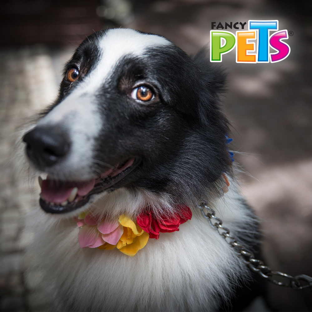 FANCY PETS - Correa De Cadena Metálica Roja Parar Perro 120 Cm