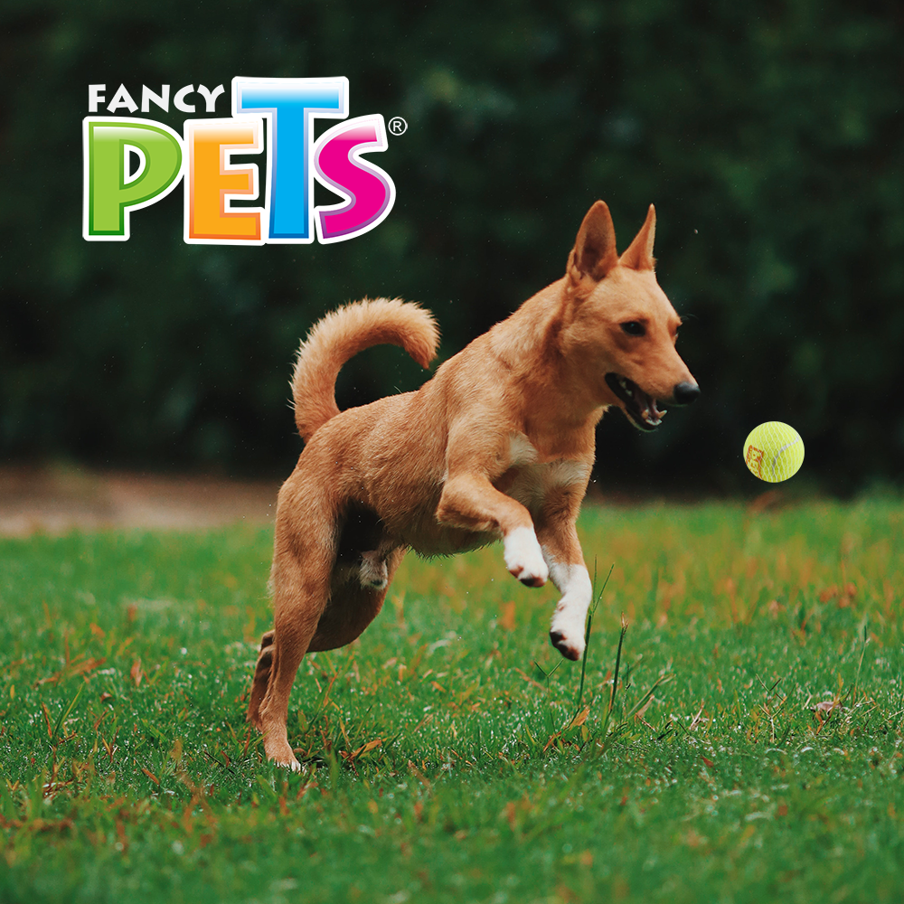 FANCY PETS - Pelota Mediana Con Sonido Para Perro 3 Pzas