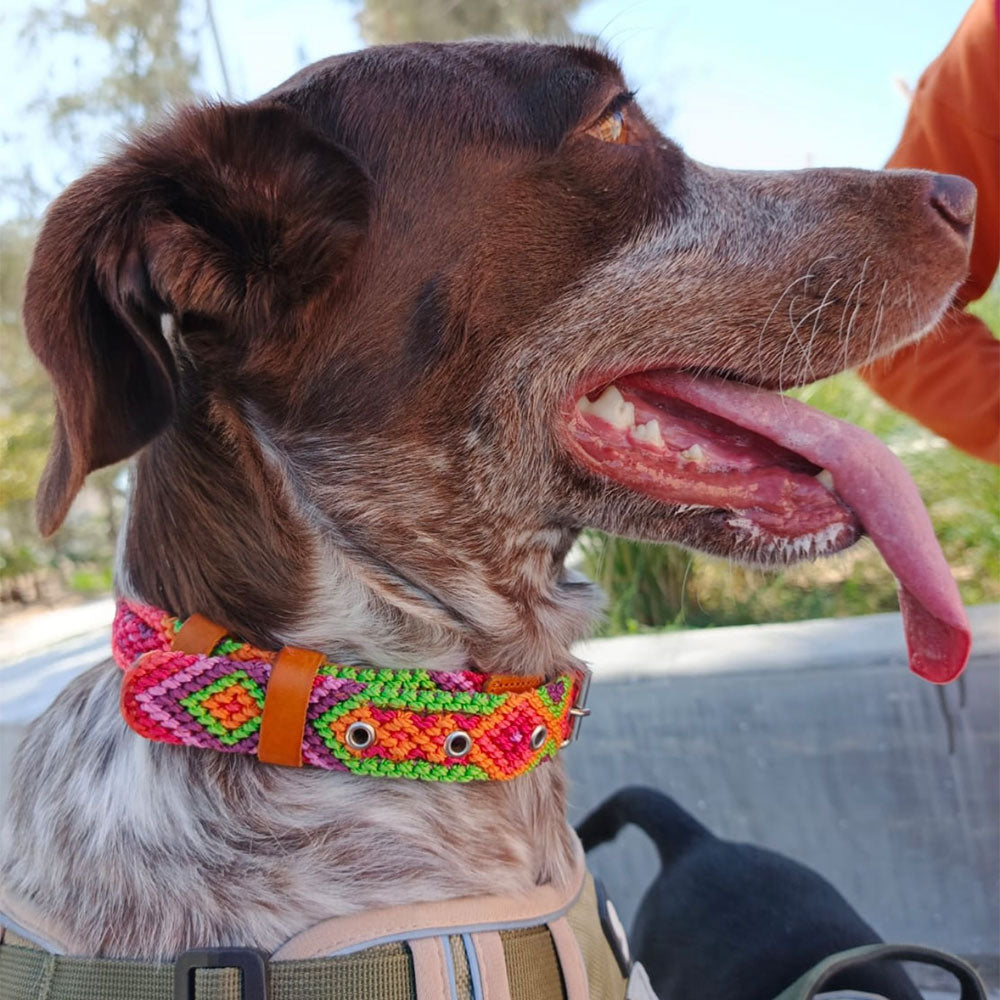 PUNTO MEXICANO - Collar Corrido Para Perro 35x2 Cm