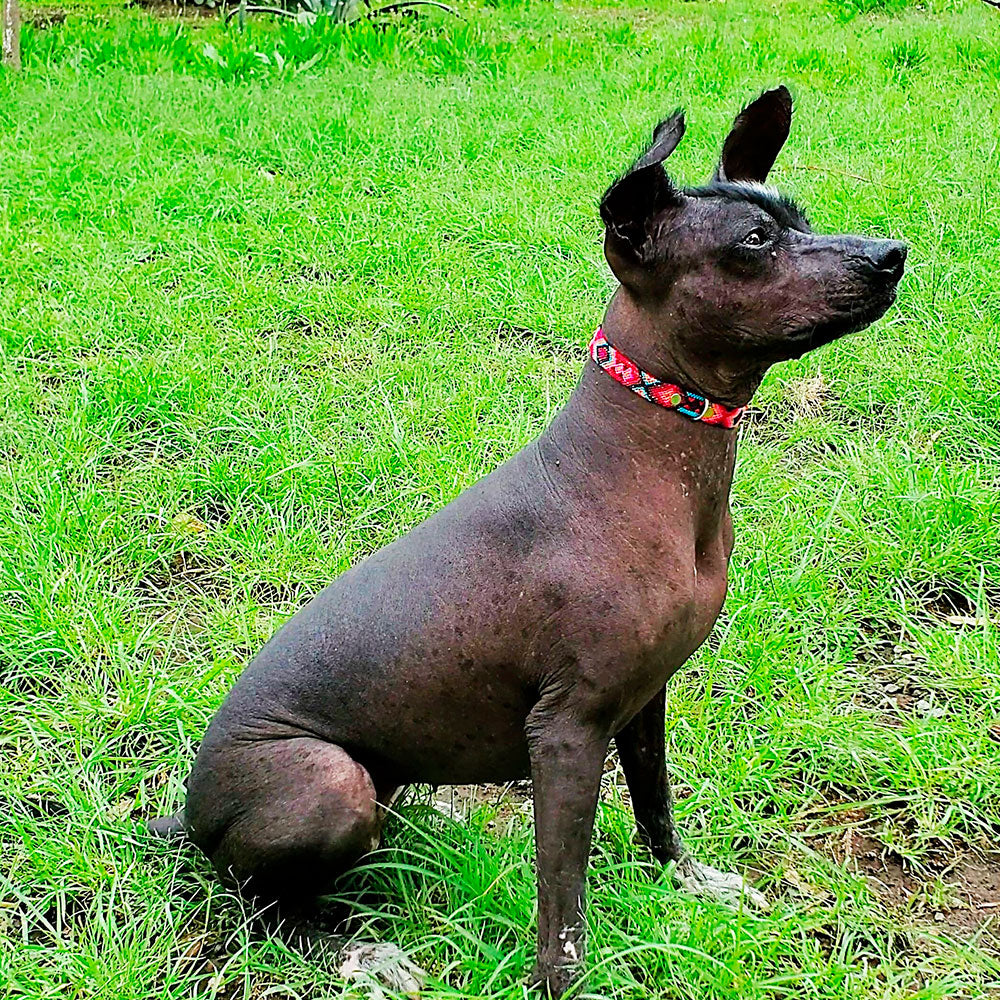 PUNTO MEXICANO - Collar Corrido Para Perro 60x2.5 Cm