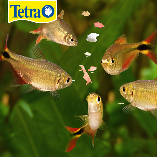 TETRA - TetraMin Alimento En Hojuelas Tropicales Para Peces 62 g