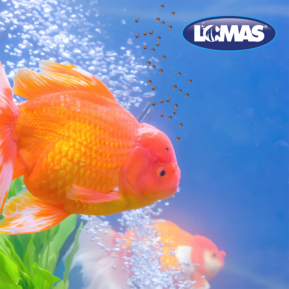 Alimento Premium BETTA en Bote 8 Grs