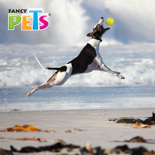 FANCY PETS - Juguete Masticable Geobola