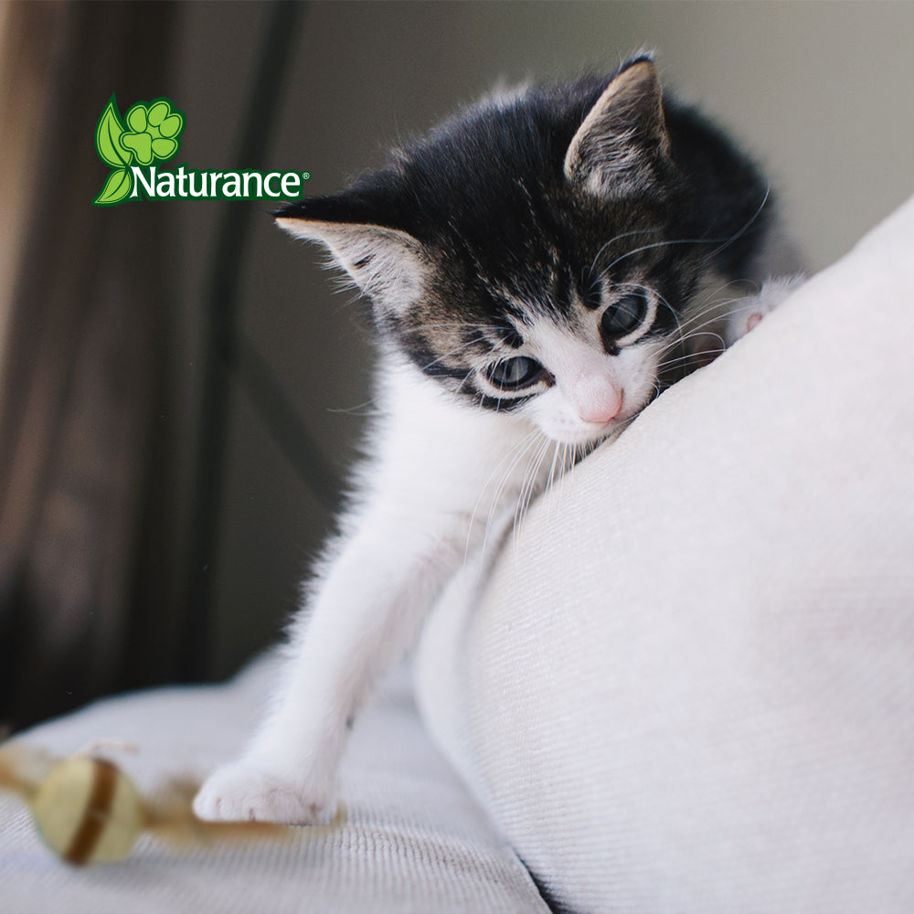 NATURANCE - Juguete Eco para Gato Bola con Plumas