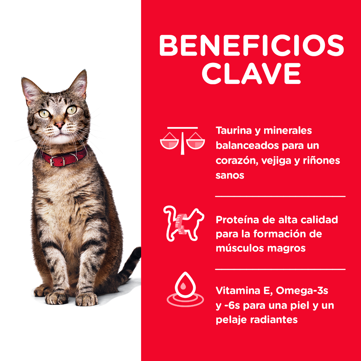 HILL'S SCIENCE DIET - Original Alimento Seco Gato Adulto 1.8 kg