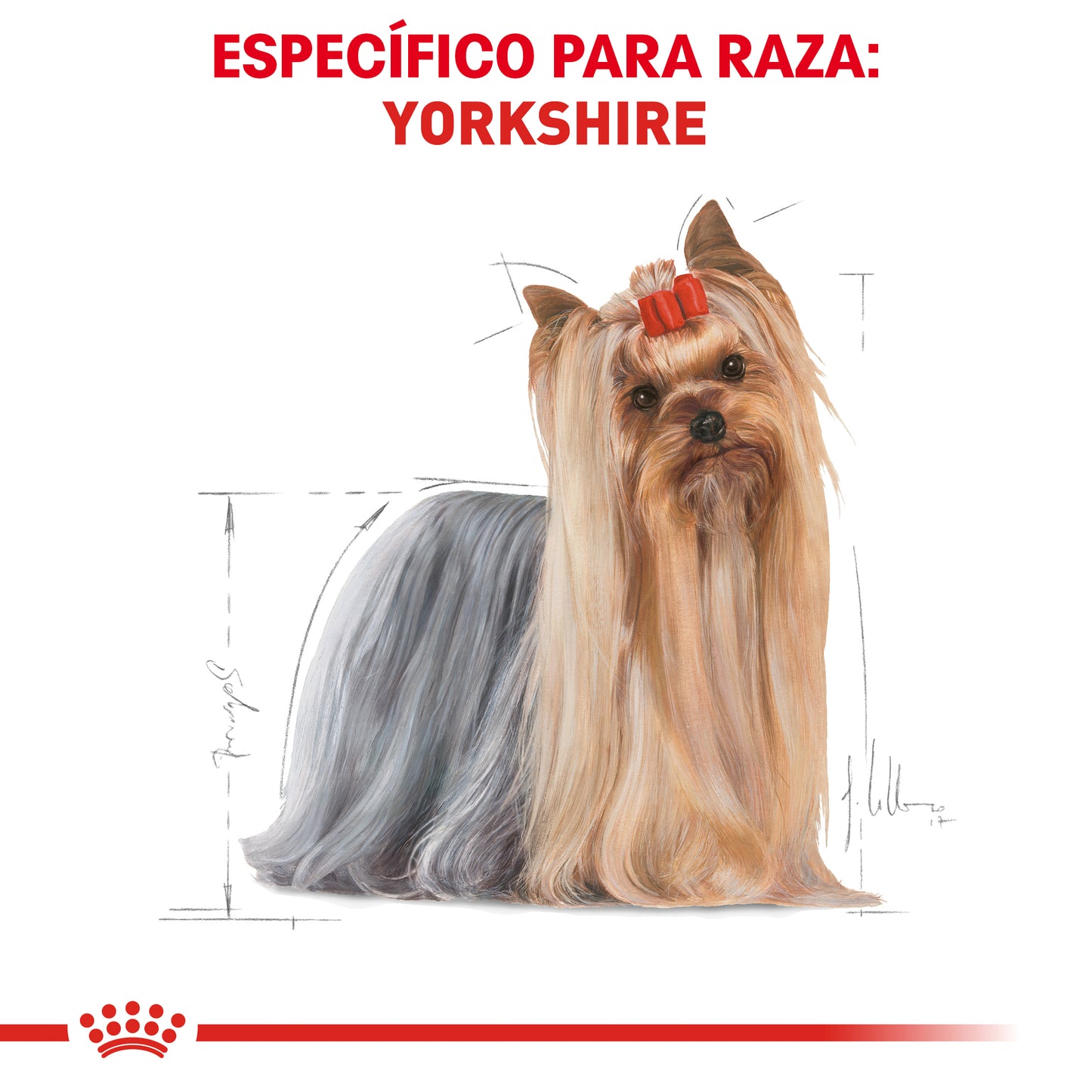 ROYAL CANIN - Alimento Seco Yorkshire Terrier Adulto 4.54 kg