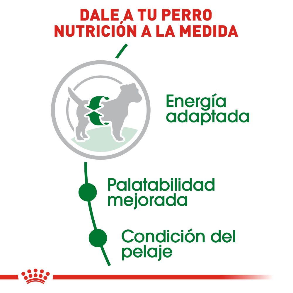 ROYAL CANIN - Mini Adult Alimento Seco Perro Adulto Razas Pequeñas 6.4 kg