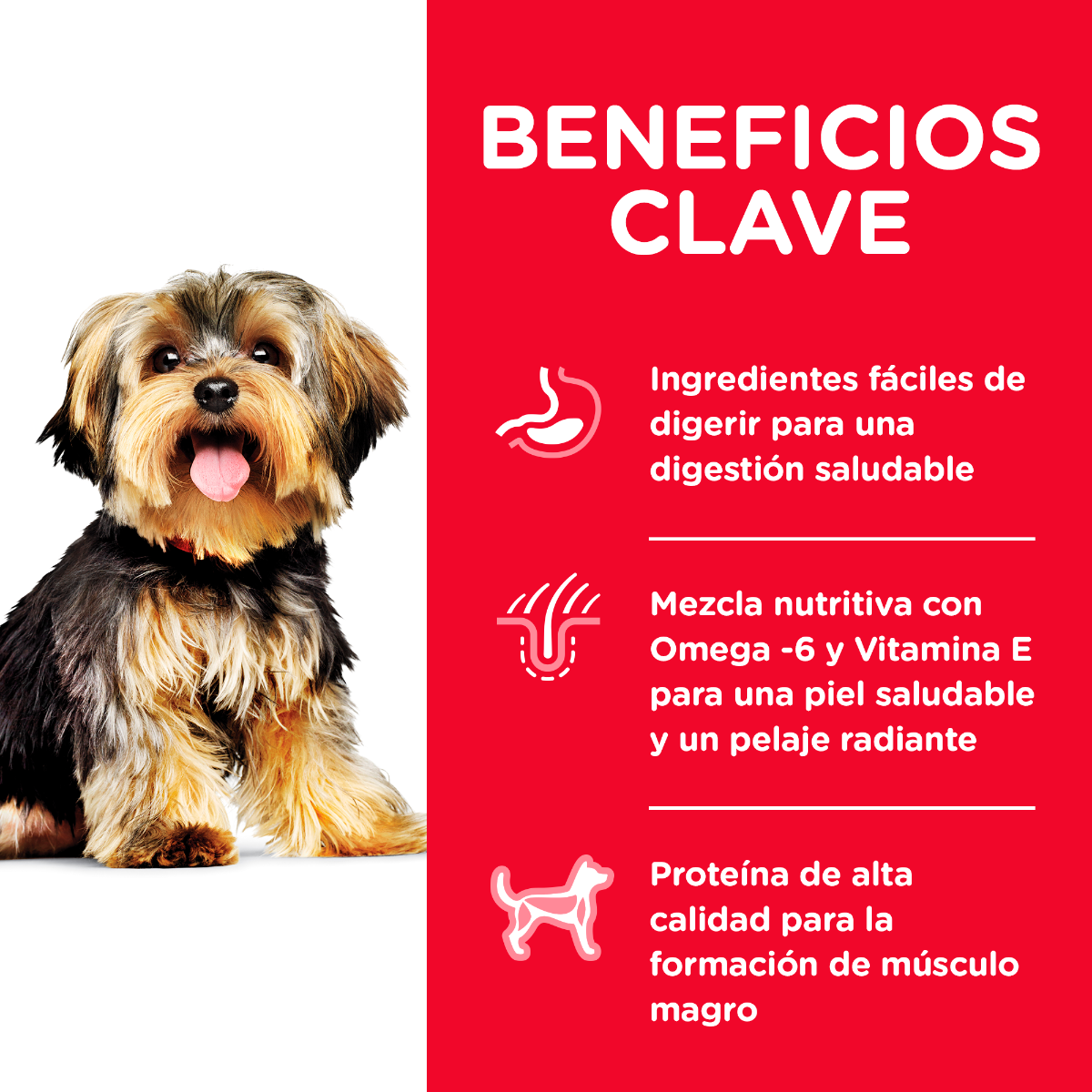HILL'S SCIENCE DIET - Small Paws Alimento Seco Adulto Razas Mini y Pequeñas 2 kg