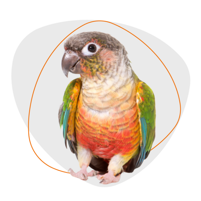 Aves