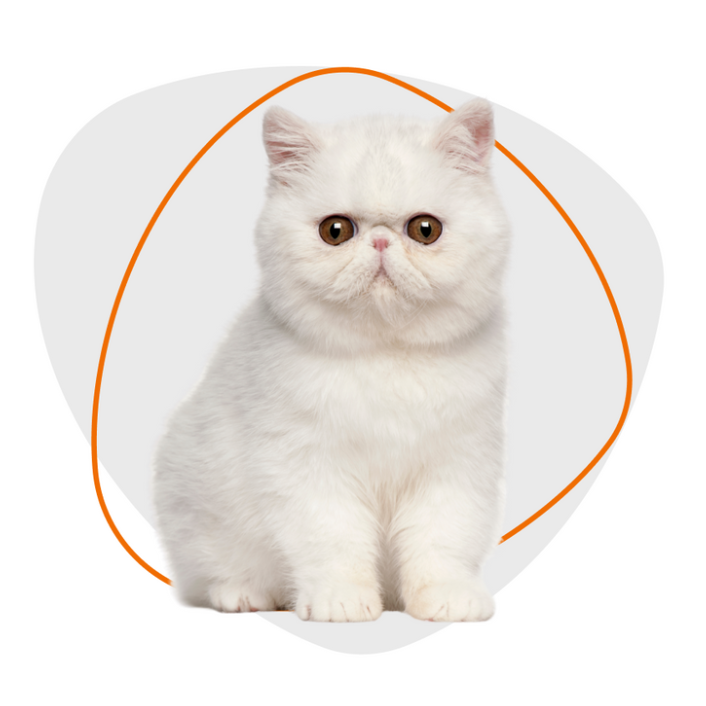 Gatos