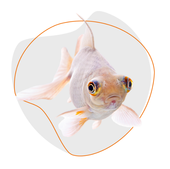 Peces