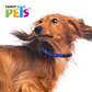 FANCY PETS - Collar Reflejante Azul Para Perro Med