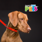 FANCY PETS - Correa Y Collar Reflejante Ajustable Med Para Perro