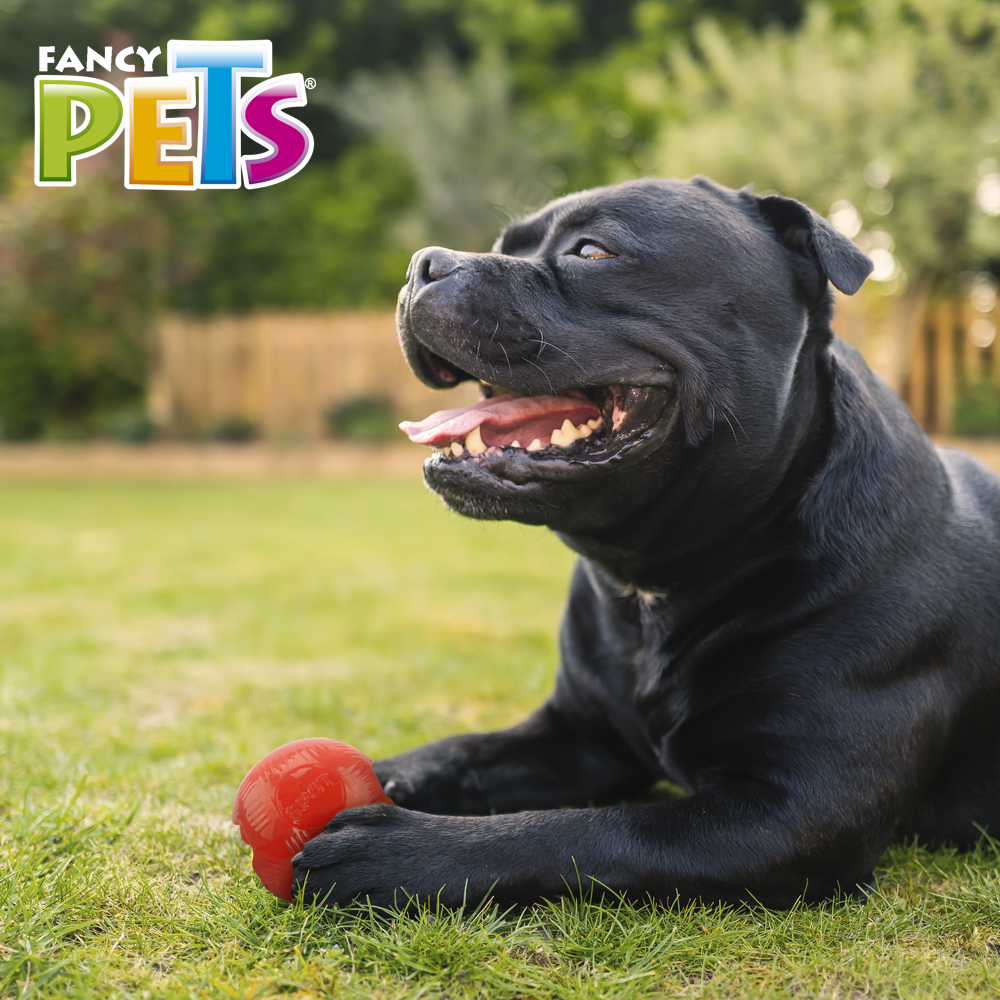 FANCY PETS - Juguete Pelota Para Perro Xtreme Med