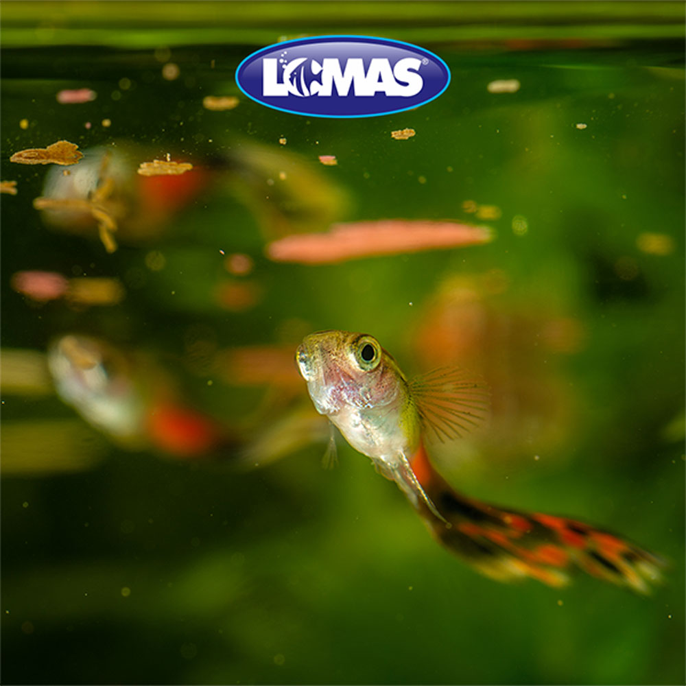 GRUPO LOMAS - Alimento Para Peces Hojuelas Básicas 10 g
