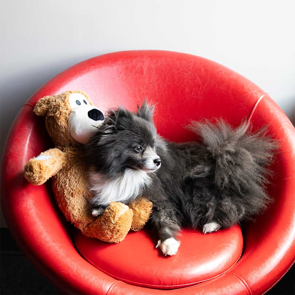 KONG - Juguete Oso Jumbo Xl Para Perro