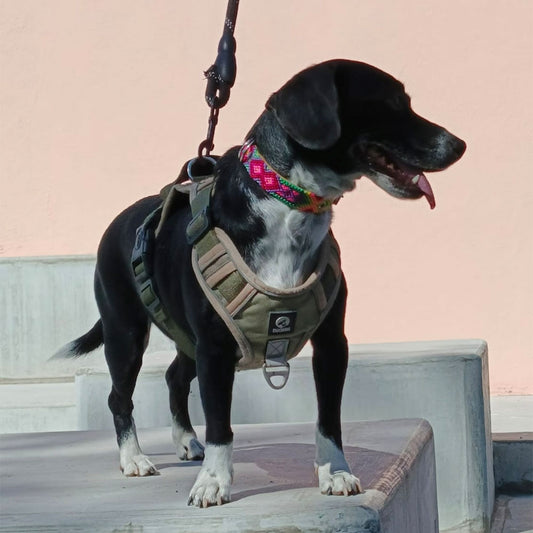 PUNTO MEXICANO - Collar Corrido Para Perro 60x2 Cm