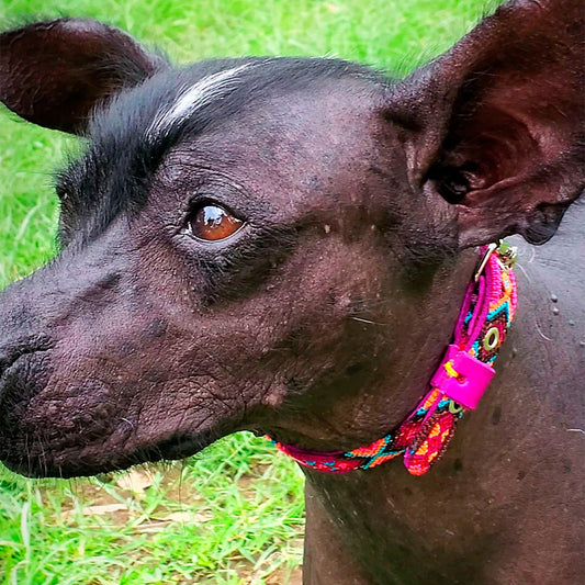 PUNTO MEXICANO - Collar Corrido Para Perro 55X2 Cm