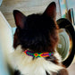 PUNTO MEXICANO - Collar Para Gato 17 Cm