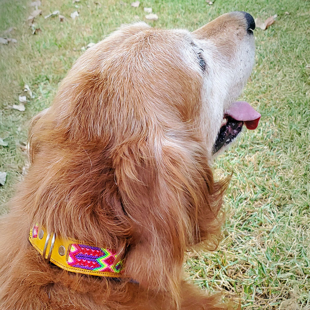 PUNTO MEXICANO - Collar Simple Para Perro 35x1 Cm