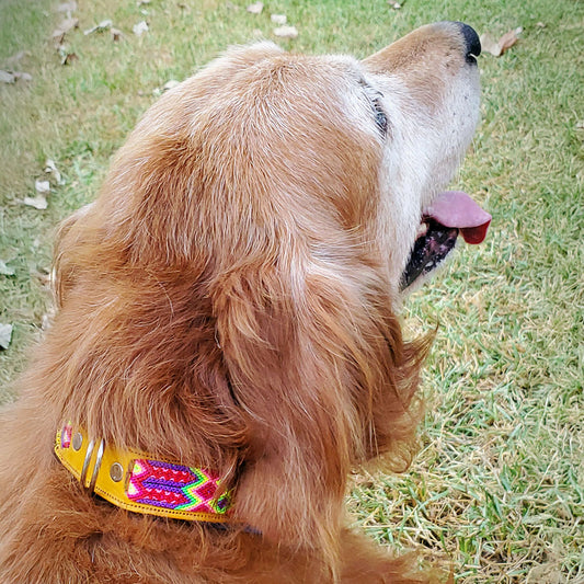 PUNTO MEXICANO - Collar Simple Para Perro 70x3.5 Cm