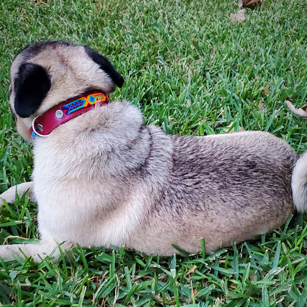 PUNTO MEXICANO - Collar Simple Para Perro 35x1 Cm