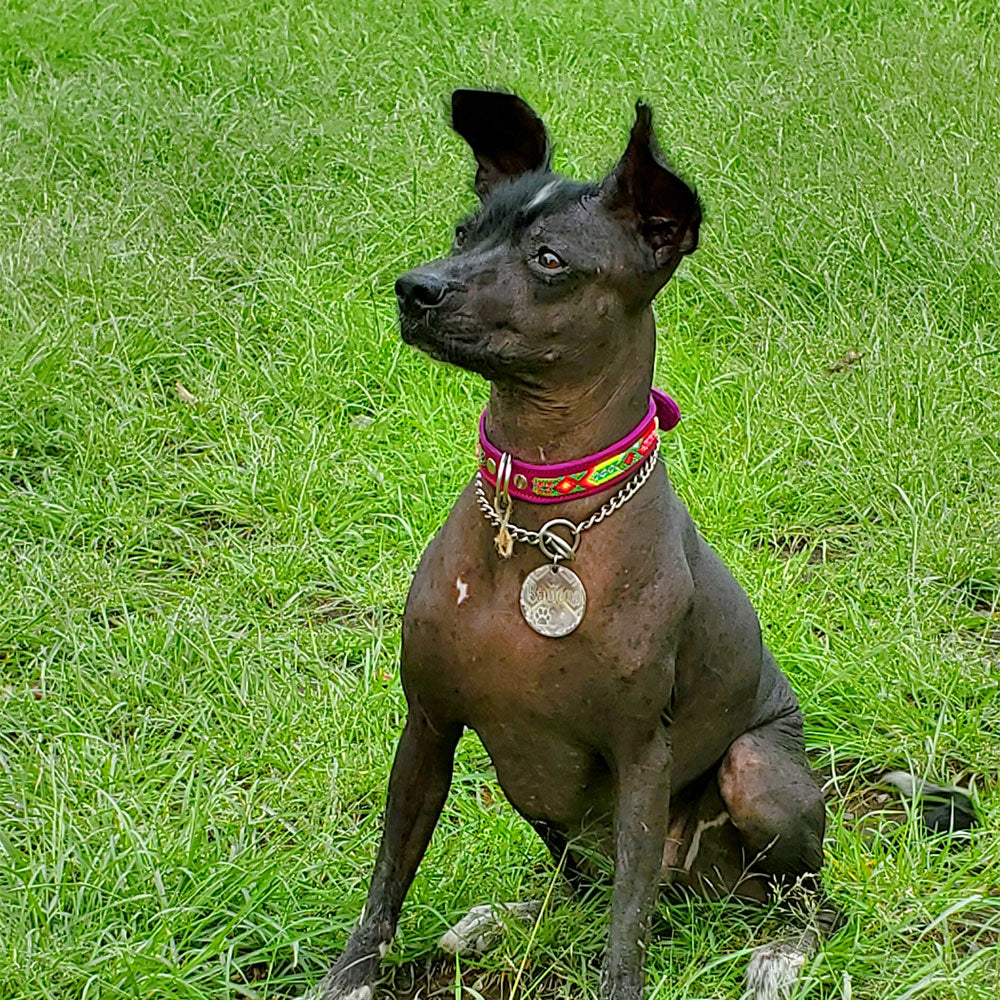 PUNTO MEXICANO - Collar Simple Para Perro 35x1 Cm