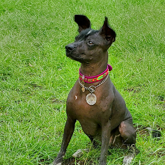 PUNTO MEXICANO - Collar Simple Para Perro 80x3.5 Cm