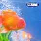Alimento Premium BETTA en Bote 8 Grs