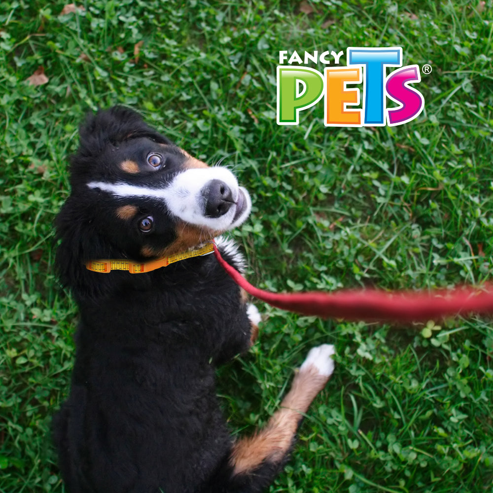 FANCY PETS - Collar Para Perro De Nylon Con Bandas Reflejantes CH