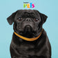 FANCY PETS - Correa Para Perro De Nylon CH