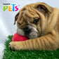 FANCY PETS - Juguete Masticable Pelota