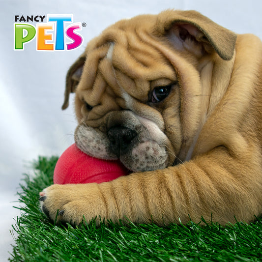 FANCY PETS - Juguete Masticable Pelota