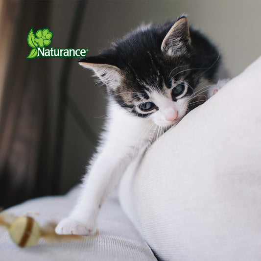 NATURANCE - Juguete Eco para Gato Bola con Plumas
